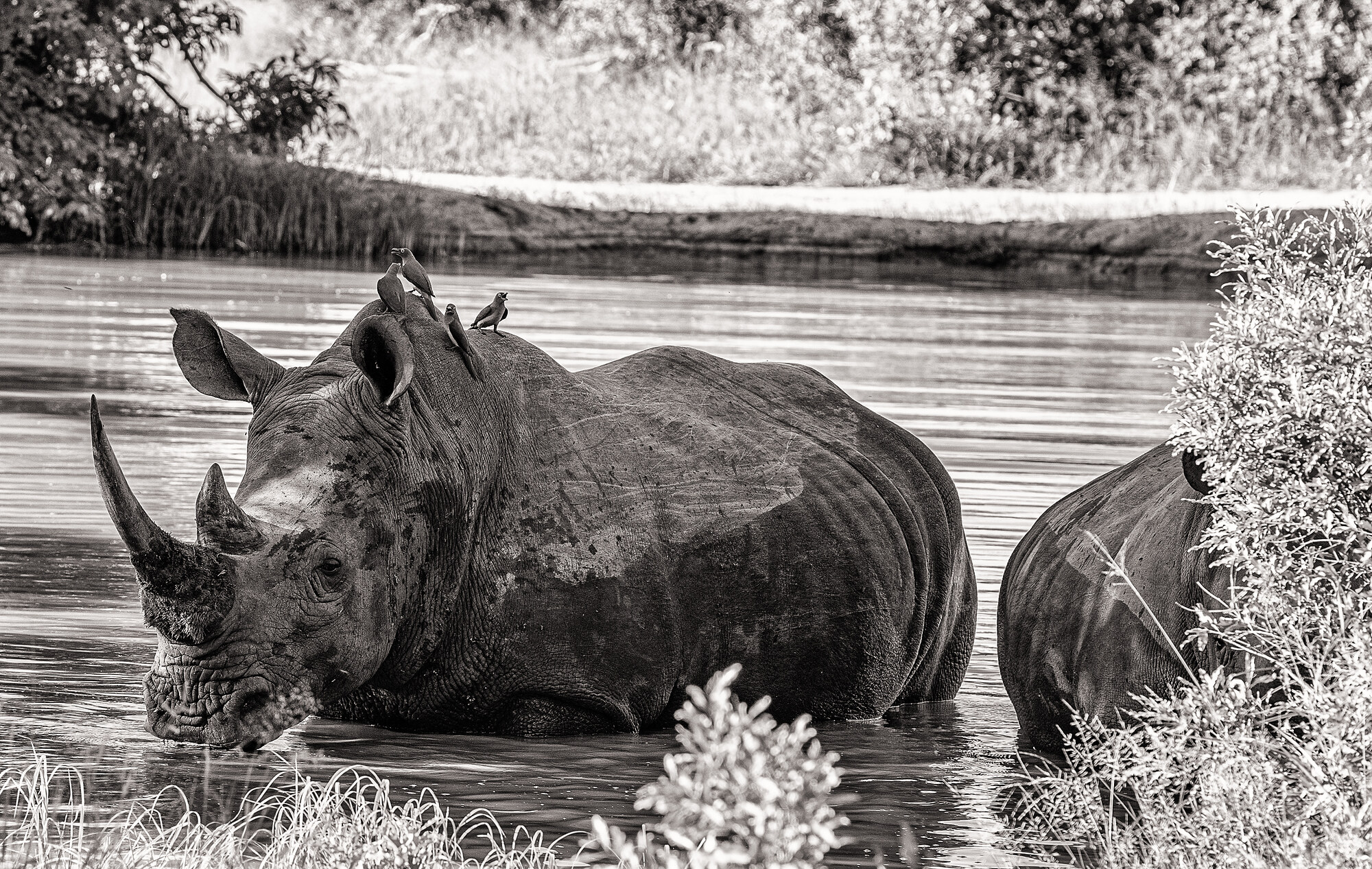 Black-and-white photograph of a white rhinoceros standing chest-deep in water, drinking, with small birds on its back and a second rhino partially visible behind.