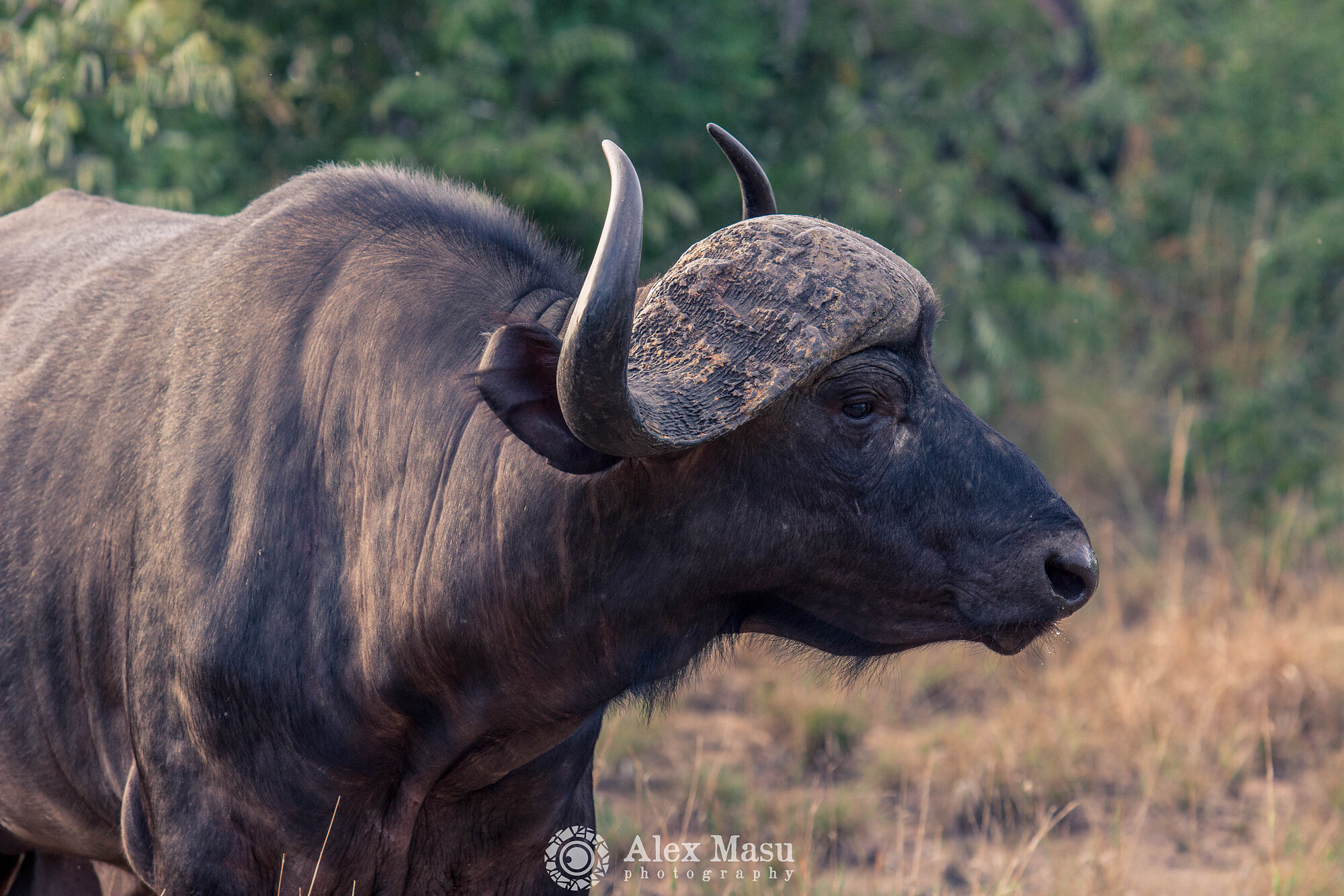Buffalo Close up