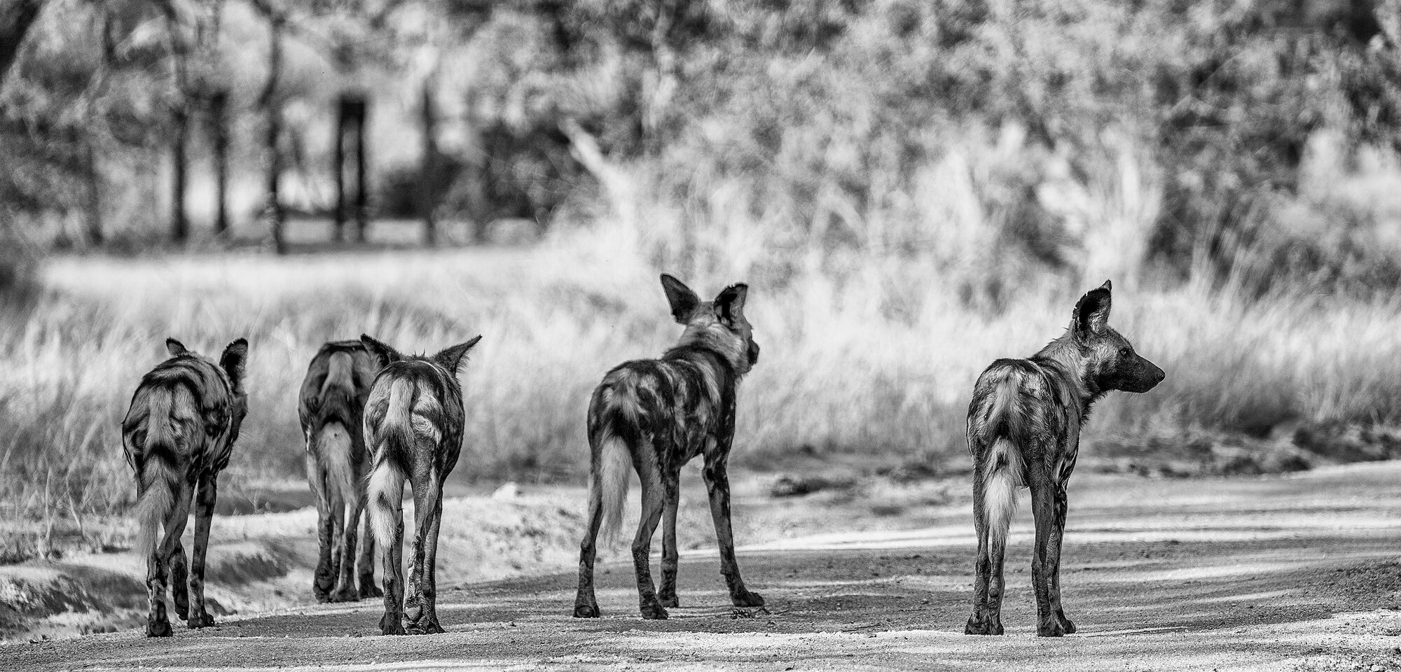 Black-and-white panorama of five African wild dogs walking away along a dirt road through dry grass and bushes.