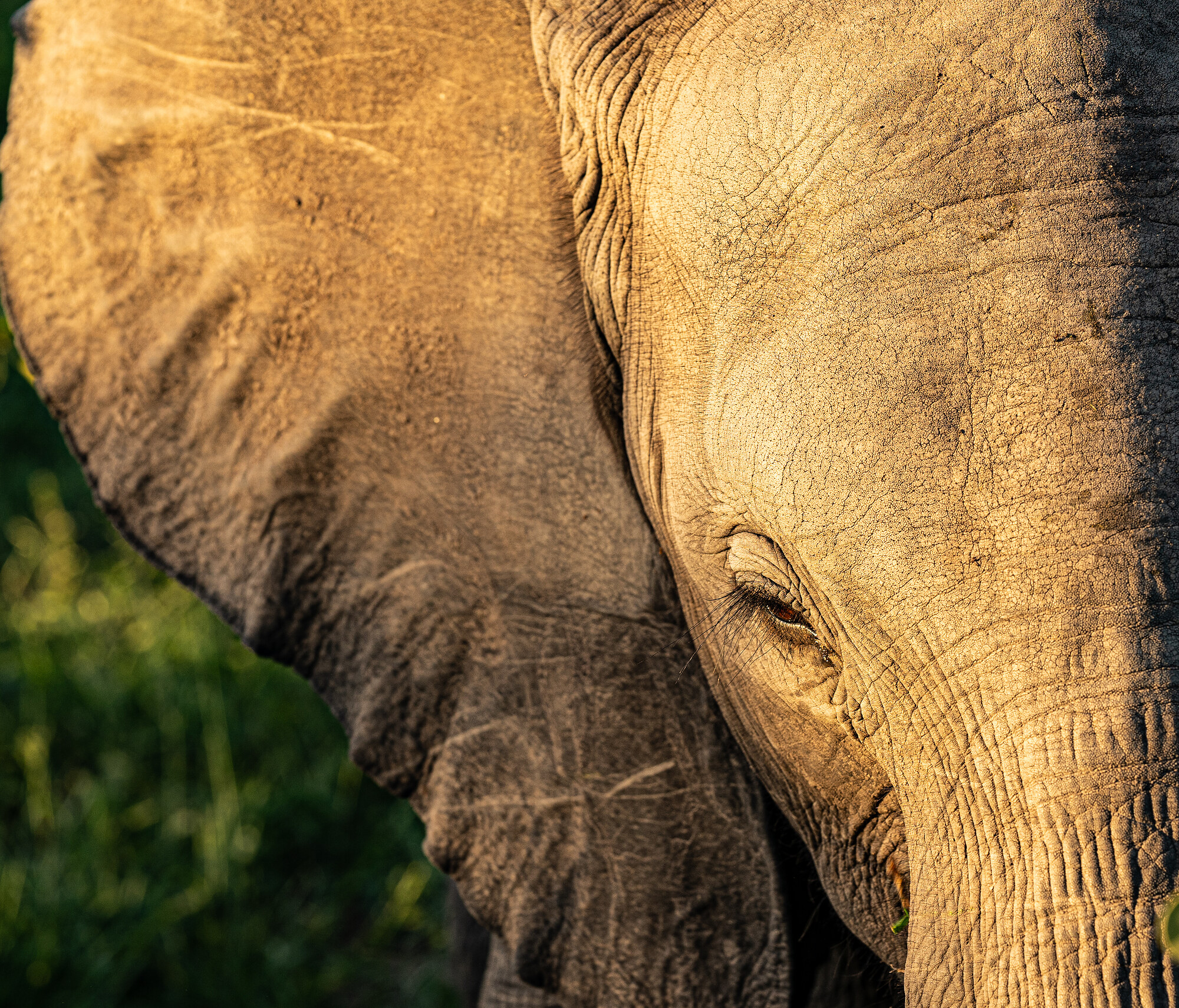 Close-up of an African elephant's head turned slightly away, warm evening light on its skin.