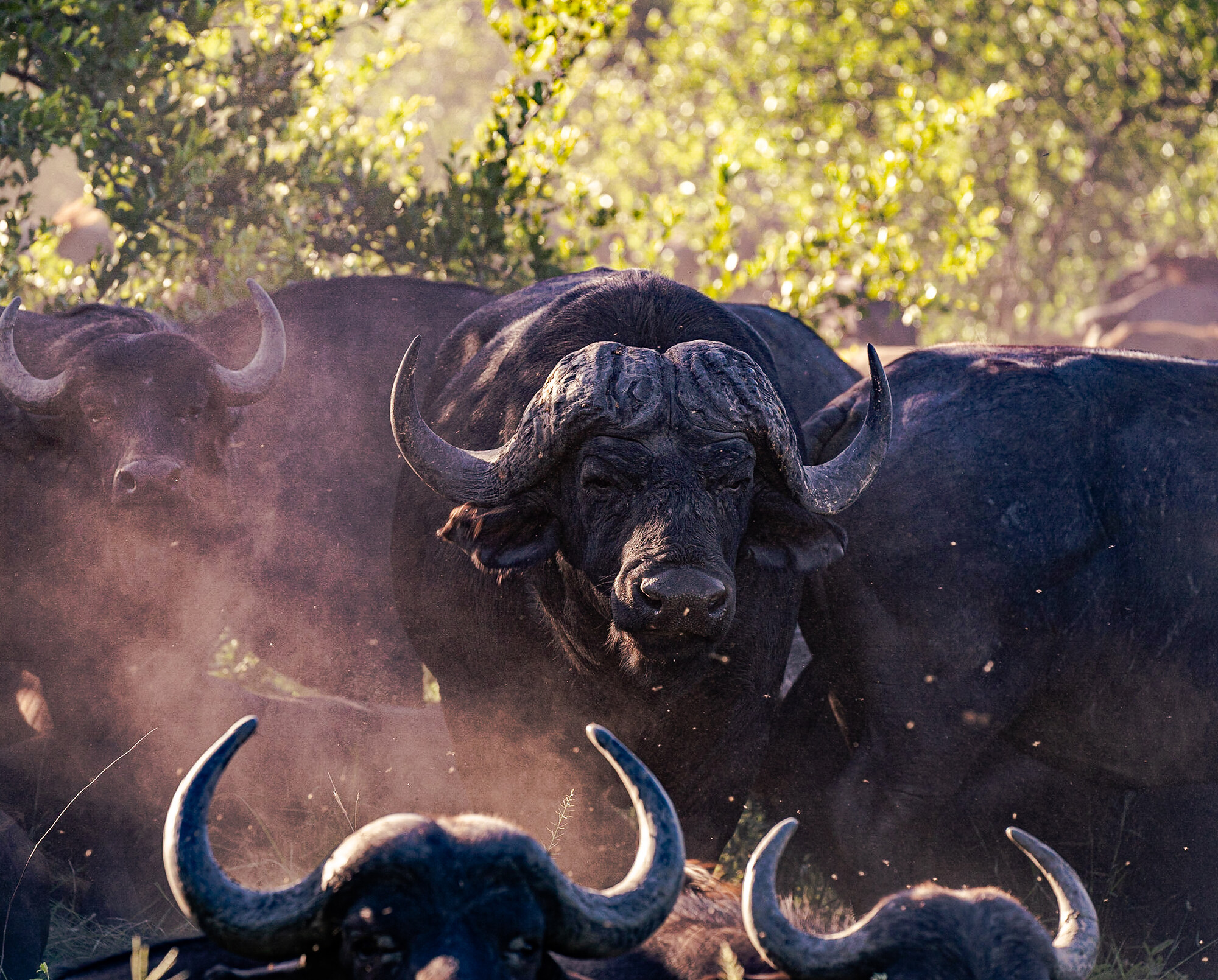 African buffalo bull facing the camera, dust rising around it, backlit by golden late-afternoon light, with other buffalo close behind against green foliage.