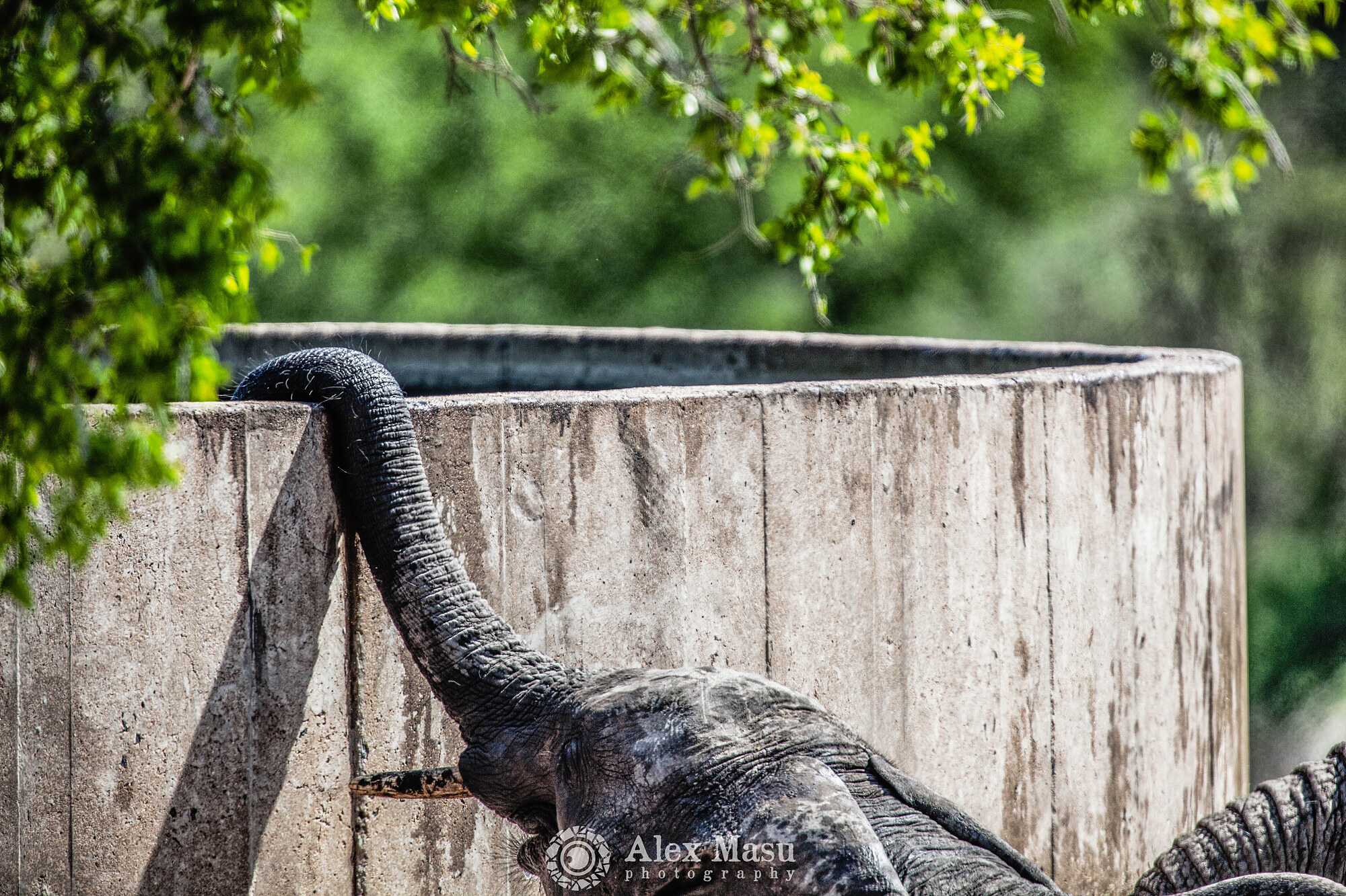 Drinking Water Elephant