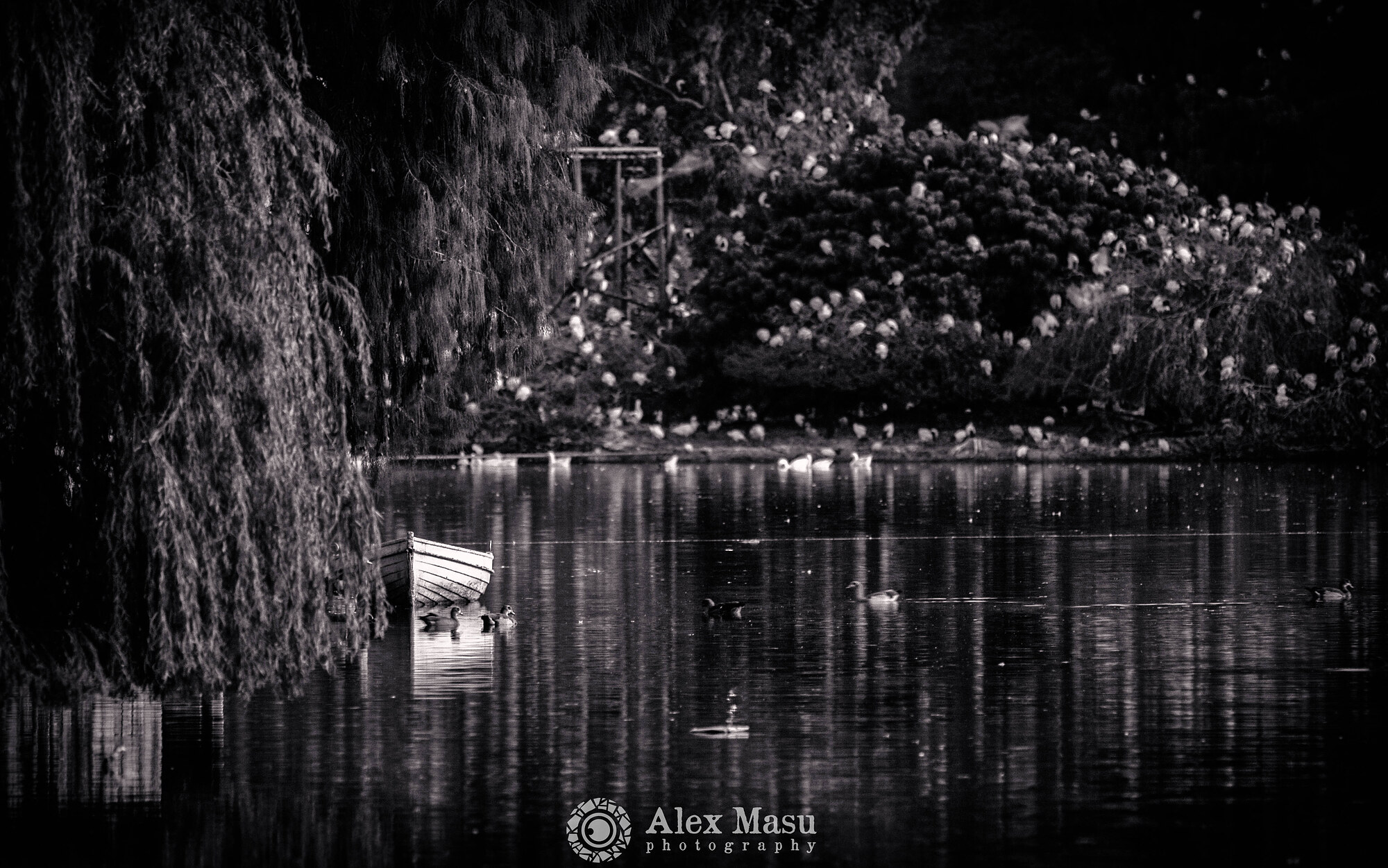 Boat and Bird Island