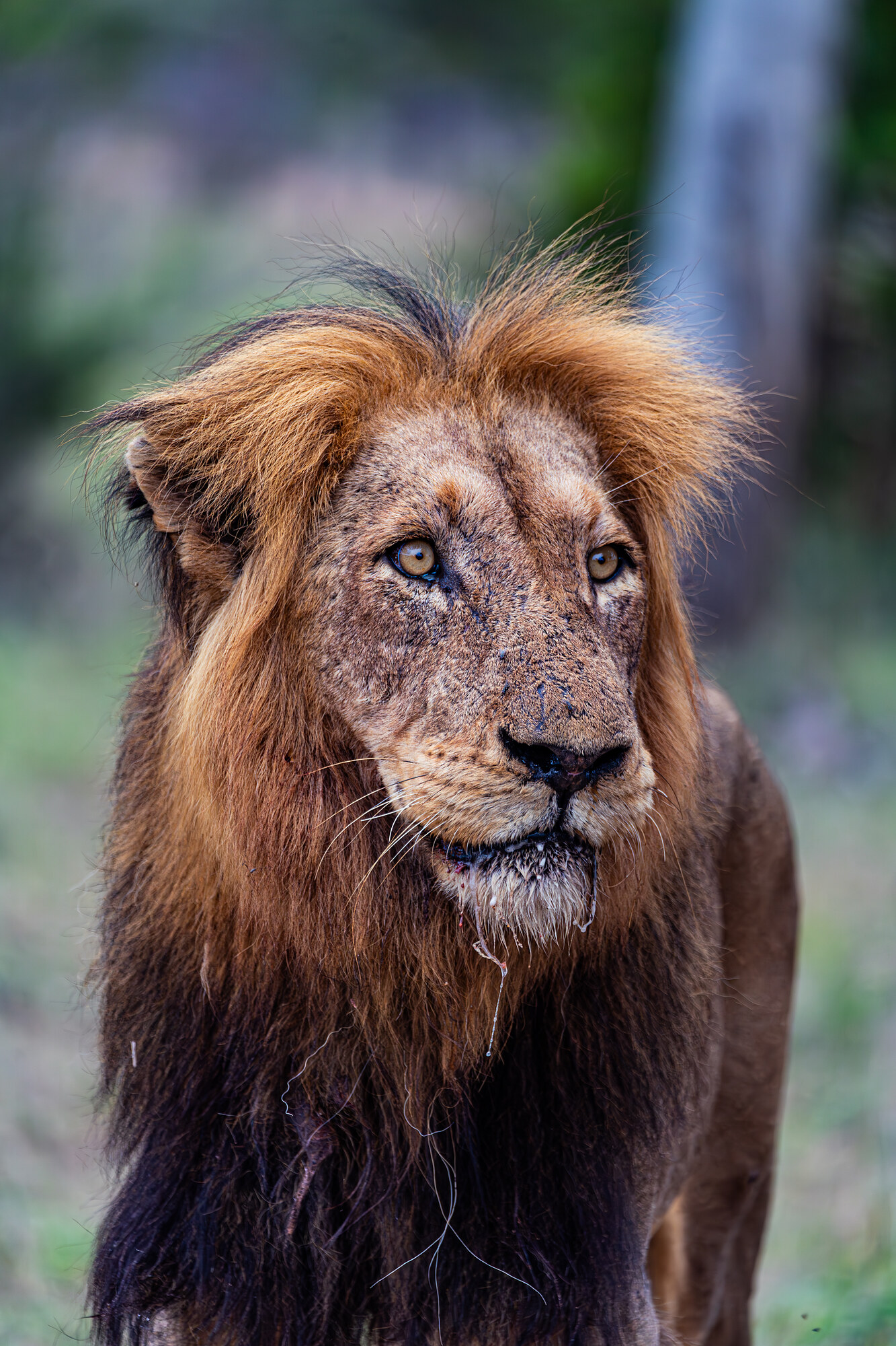 Close portrait of a male African lion with a full dark mane, alert and facing the camera, droplets on its chin, against a blurred green-brown bushveld background in warm late-afternoon light.