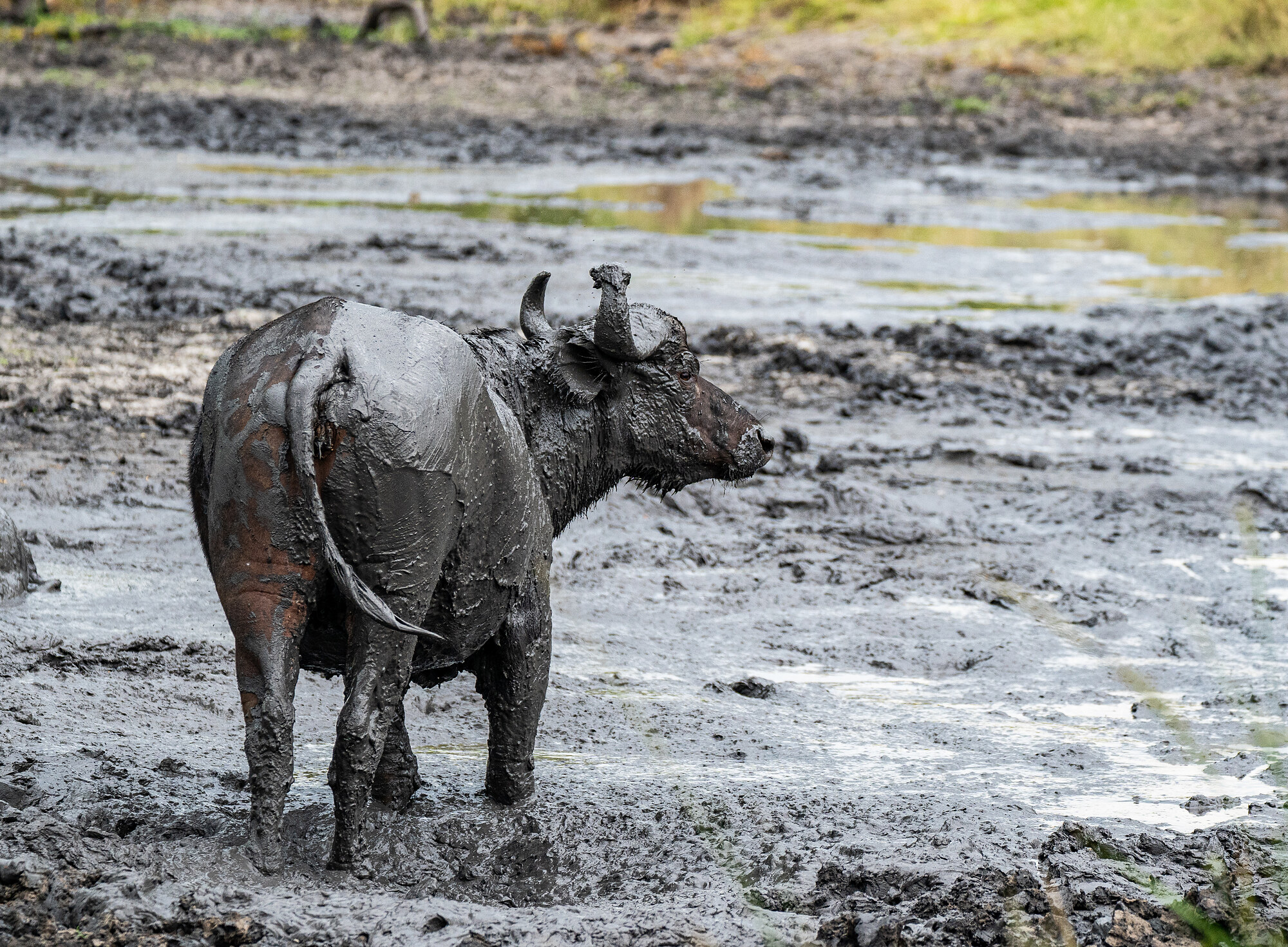 Black-and-white image of an African buffalo standing in deep mud, its body coated in dark mud.