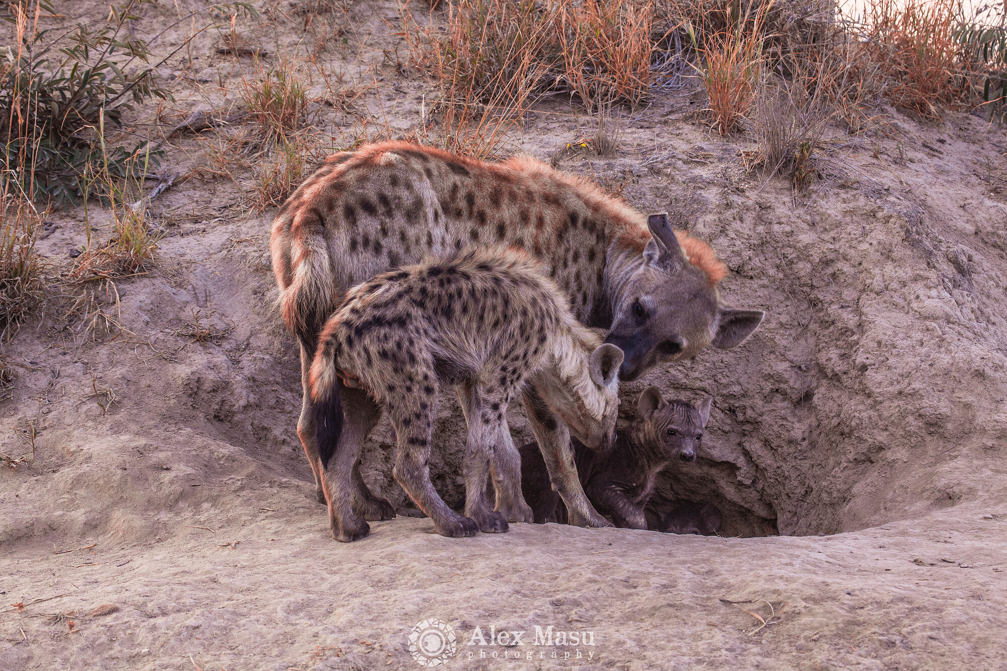 Hyena Family at the mound
