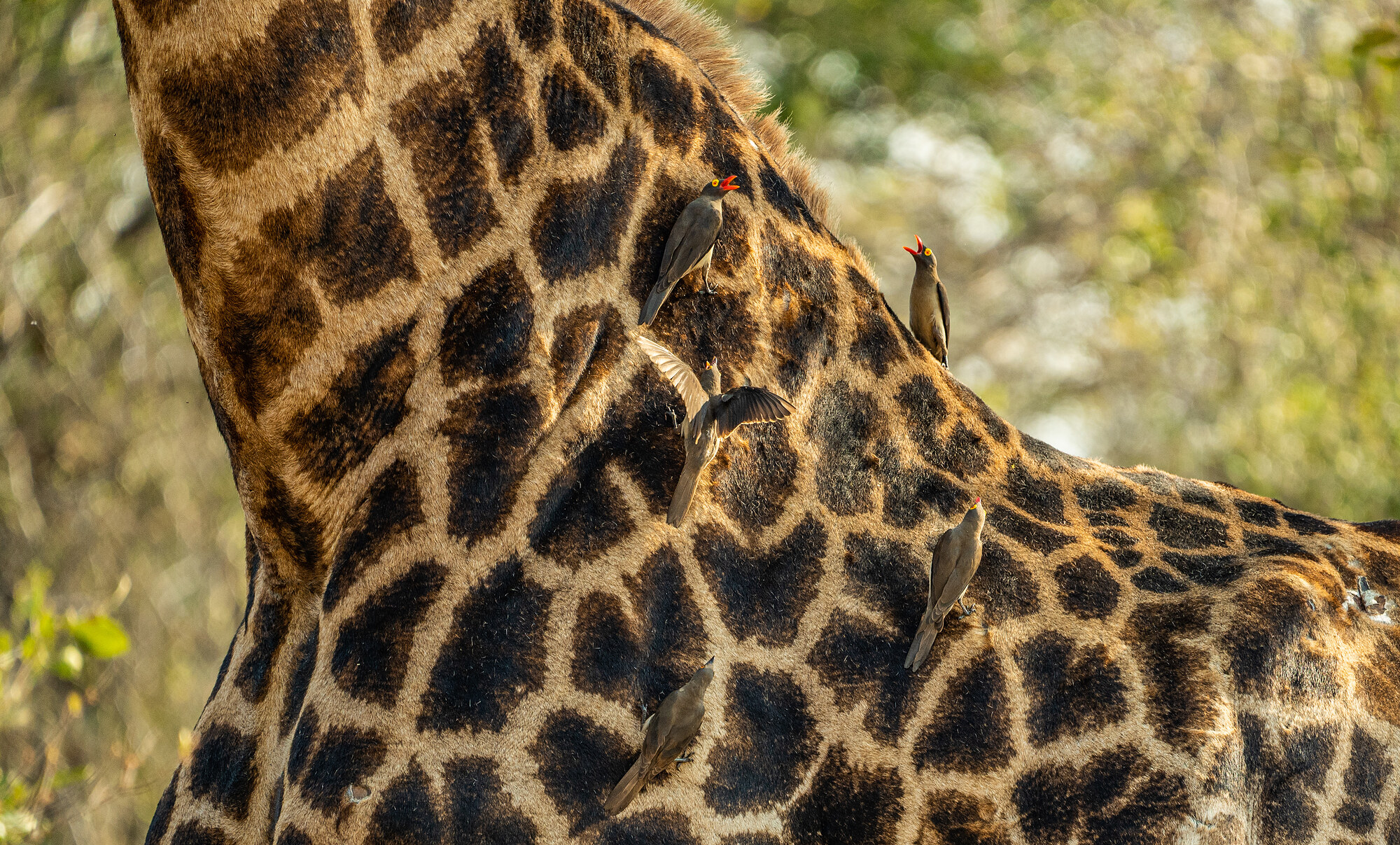 A giraffe's neck and shoulder with five red-billed oxpeckers perched on its coat, one with wings spread.