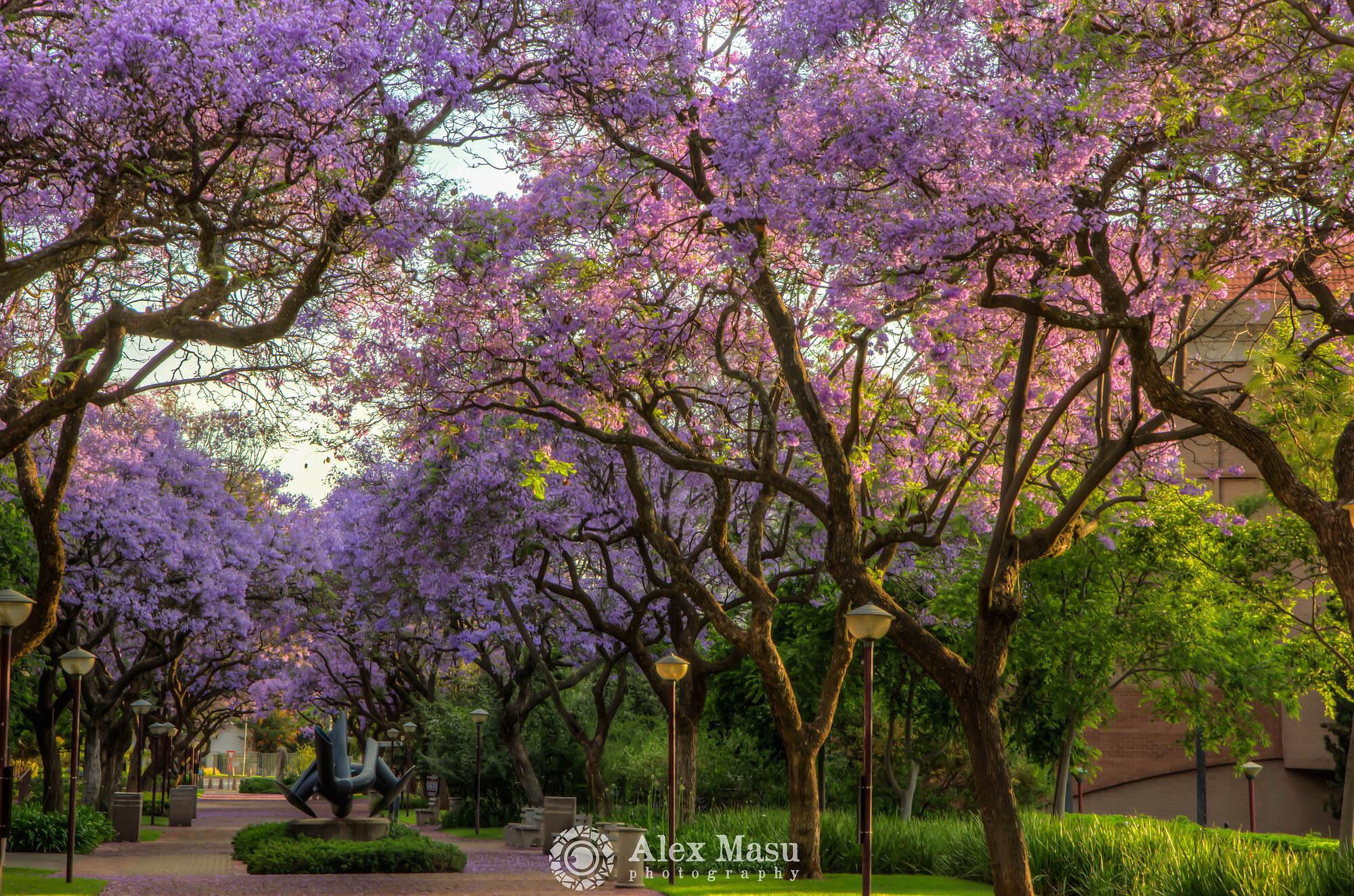 TUK Jacaranda Bloom
