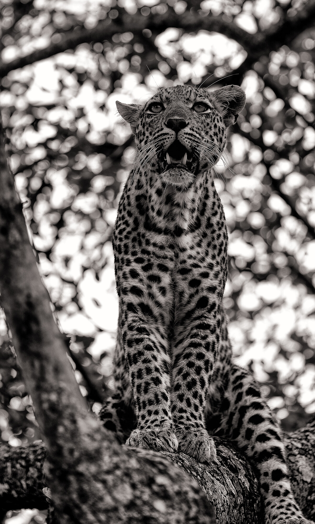 Black-and-white photograph of a leopard perched on a tree branch, head tipped up with mouth open in a snarl, dappled light behind.