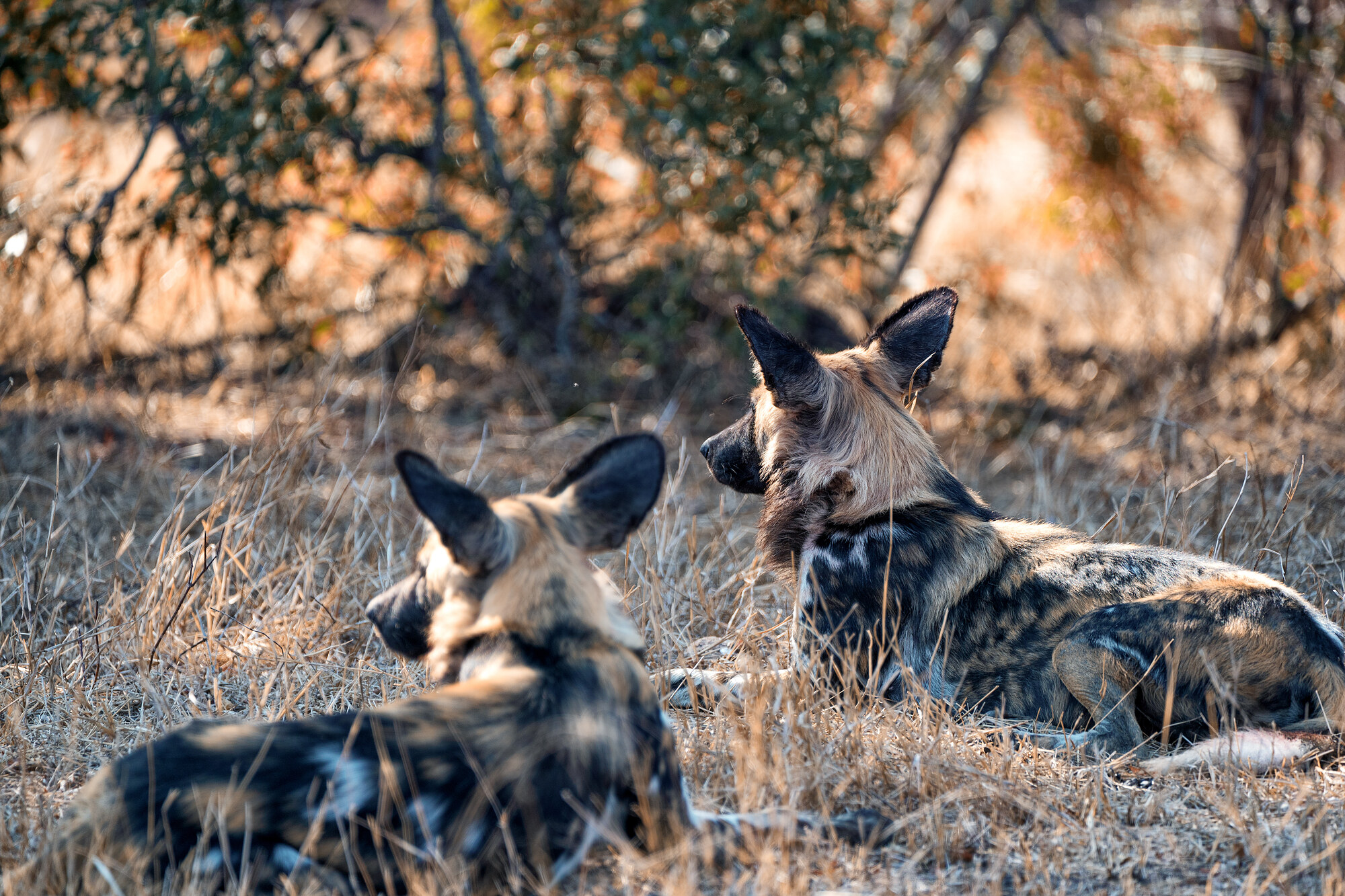 Two African wild dogs lying in golden grass, heads raised and alert, looking right, in warm morning light.