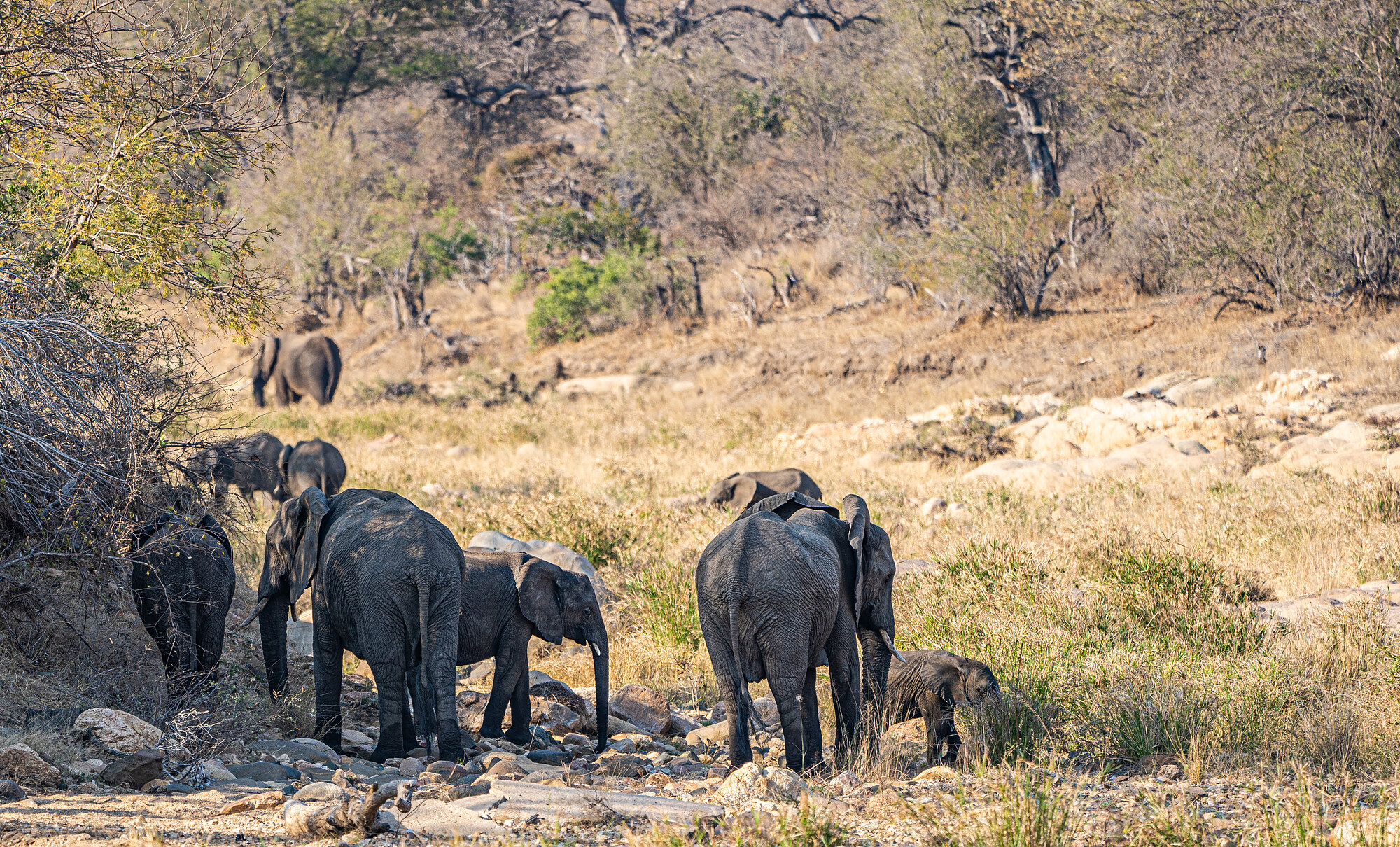 A group of African elephants, adults and calves, walking uphill across dry rocky savanna.