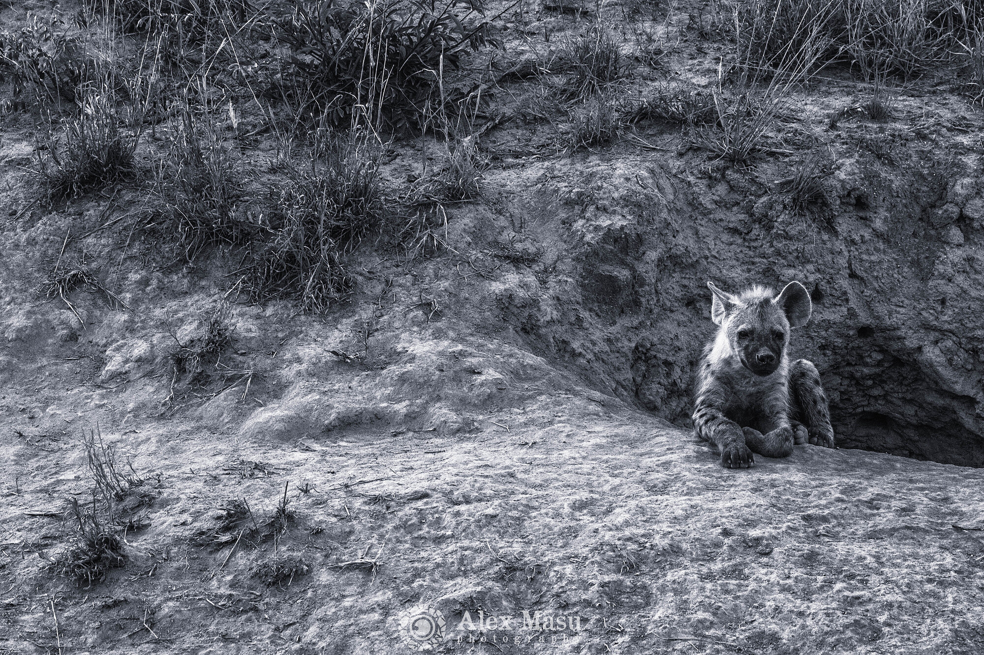 Young hyena at the Mound